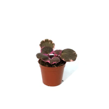 Load image into Gallery viewer, Begonia, 2.5in, Strawberry