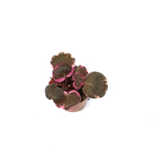 Load image into Gallery viewer, Begonia, 2.5in, Strawberry