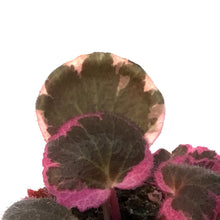 Load image into Gallery viewer, Begonia, 2.5in, Strawberry