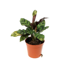 Load image into Gallery viewer, Calathea, 2.5in, Rattlesnake