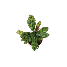 Load image into Gallery viewer, Calathea, 2.5in, Rattlesnake