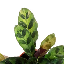 Load image into Gallery viewer, Calathea, 2.5in, Rattlesnake