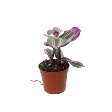 Load image into Gallery viewer, Tradescantia, 2.5in, Bubblegum