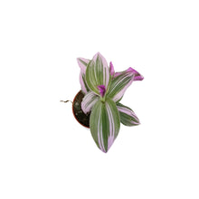 Load image into Gallery viewer, Tradescantia, 2.5in, Bubblegum