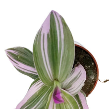 Load image into Gallery viewer, Tradescantia, 2.5in, Bubblegum