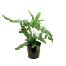 Load image into Gallery viewer, Fern, 4in, Rabbit's Foot