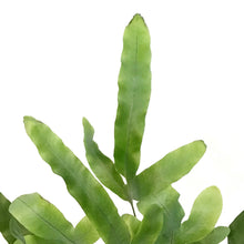 Load image into Gallery viewer, Fern, 4in, Rabbit's Foot