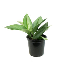 Load image into Gallery viewer, Scindapsus, 4in, Treubii Moonlight