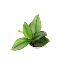 Load image into Gallery viewer, Scindapsus, 4in, Treubii Moonlight