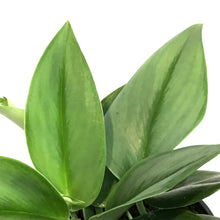 Load image into Gallery viewer, Scindapsus, 4in, Treubii Moonlight