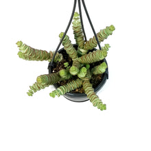 Load image into Gallery viewer, Hottentot, 4in,HB