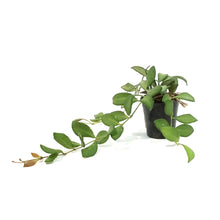 Load image into Gallery viewer, Hoya, 2.75in, Ds-70. Burtoniae