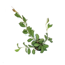 Load image into Gallery viewer, Hoya, 2.75in, Ds-70. Burtoniae