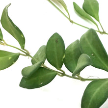 Load image into Gallery viewer, Hoya, 2.75in, Ds-70. Burtoniae
