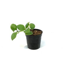 Load image into Gallery viewer, Hoya, 2.75in, Heuschkeliana Albo