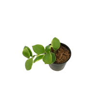 Load image into Gallery viewer, Hoya, 2.75in, Heuschkeliana Albo