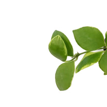 Load image into Gallery viewer, Hoya, 2.75in, Heuschkeliana Albo
