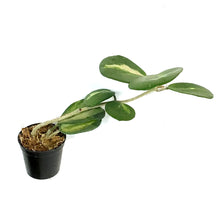 Load image into Gallery viewer, Hoya, 2.75in, Obovata Variegated
