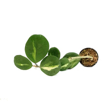 Load image into Gallery viewer, Hoya, 2.75in, Obovata Variegated