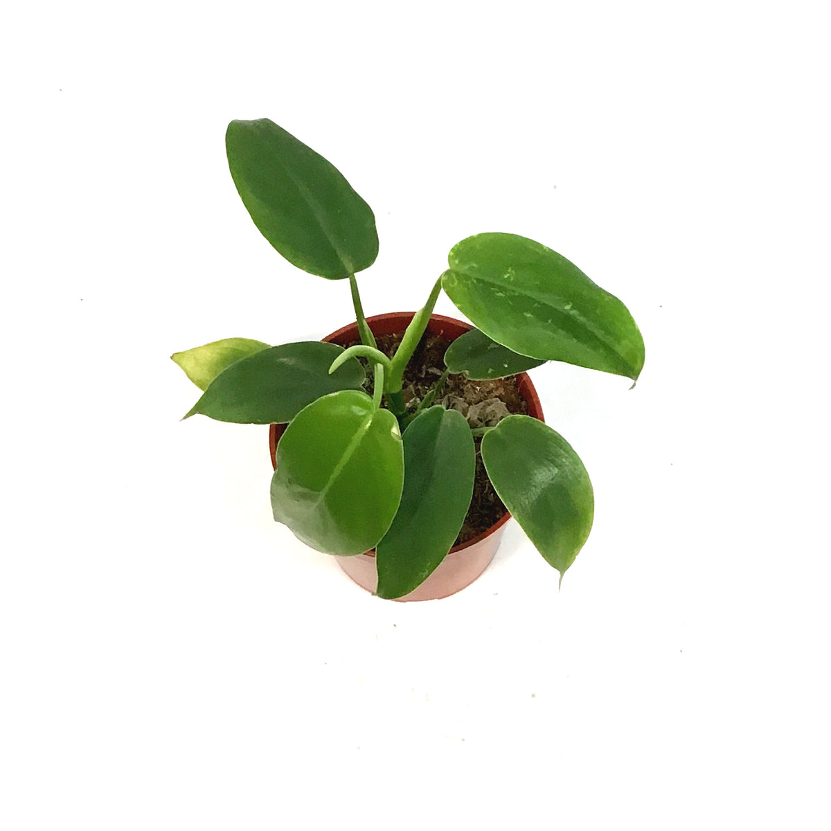 philodendron jerry horn Philodendron, 4in,Jerry Horn – Floral Acres Greenhouse & Garden Centre