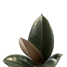 Load image into Gallery viewer, Ficus, 6in, Burgundy