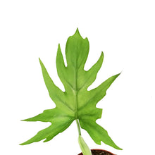 Load image into Gallery viewer, Philodendron, 6in, Warszewiczii