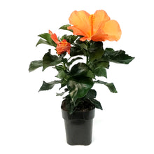 Load image into Gallery viewer, Hibiscus, 5in, Assorted Colours