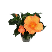 Load image into Gallery viewer, Hibiscus, 5in, Assorted Colours