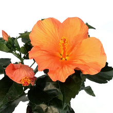 Load image into Gallery viewer, Hibiscus, 5in, Assorted Colours