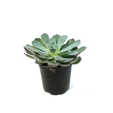 Load image into Gallery viewer, Succulent, 4in, Echeveria Laulensis