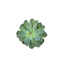 Load image into Gallery viewer, Succulent, 4in, Echeveria Laulensis