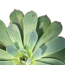 Load image into Gallery viewer, Succulent, 4in, Echeveria Laulensis
