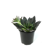 Load image into Gallery viewer, Succulent, 4in, Echeveria Serrana