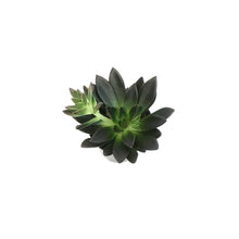 Load image into Gallery viewer, Succulent, 4in, Echeveria Serrana