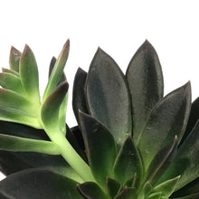 Load image into Gallery viewer, Succulent, 4in, Echeveria Serrana