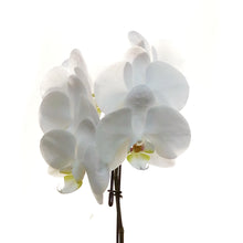 Load image into Gallery viewer, Orchid, 3.5in, Mini Swan