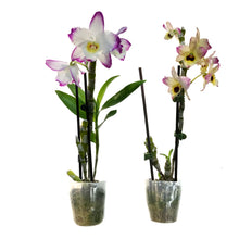 Load image into Gallery viewer, Orchid, 3.5in, Debdrobium
