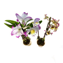 Load image into Gallery viewer, Orchid, 3.5in, Debdrobium