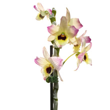 Load image into Gallery viewer, Orchid, 3.5in, Debdrobium