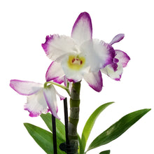 Load image into Gallery viewer, Orchid, 3.5in, Debdrobium