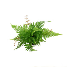 Load image into Gallery viewer, Fern, 3.5in, Autumn