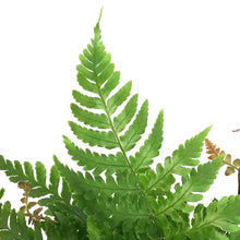 Load image into Gallery viewer, Fern, 3.5in, Autumn