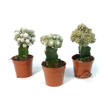 Load image into Gallery viewer, Cactus, 2.5in, Grafted, Funky