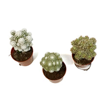 Load image into Gallery viewer, Cactus, 2.5in, Grafted, Funky