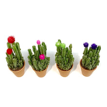 Load image into Gallery viewer, Cactus, 2.5in, Grafted, Fairy