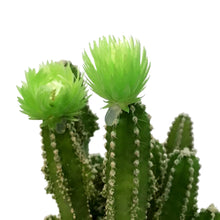 Load image into Gallery viewer, Cactus, 2.5in, Grafted, Fairy