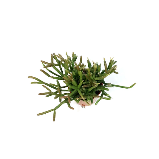 Rhipsalis, 2.5in , Hatiora