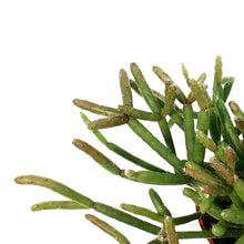 Load image into Gallery viewer, Rhipsalis, 2.5in , Hatiora