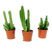 Load image into Gallery viewer, Succulent, 2in, Stapelia, Huernia, Orbea