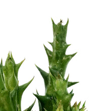 Load image into Gallery viewer, Succulent, 2in, Stapelia, Huernia, Orbea
